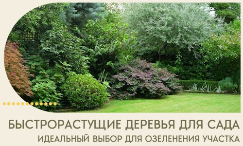 Быстрорастущие деревья для сада идеальный выбор в Надыме