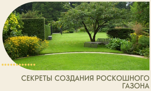 Секреты создания роскошного газона в Надыме